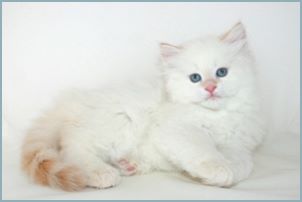 Male Siberian Kitten from Deedlebug Siberians